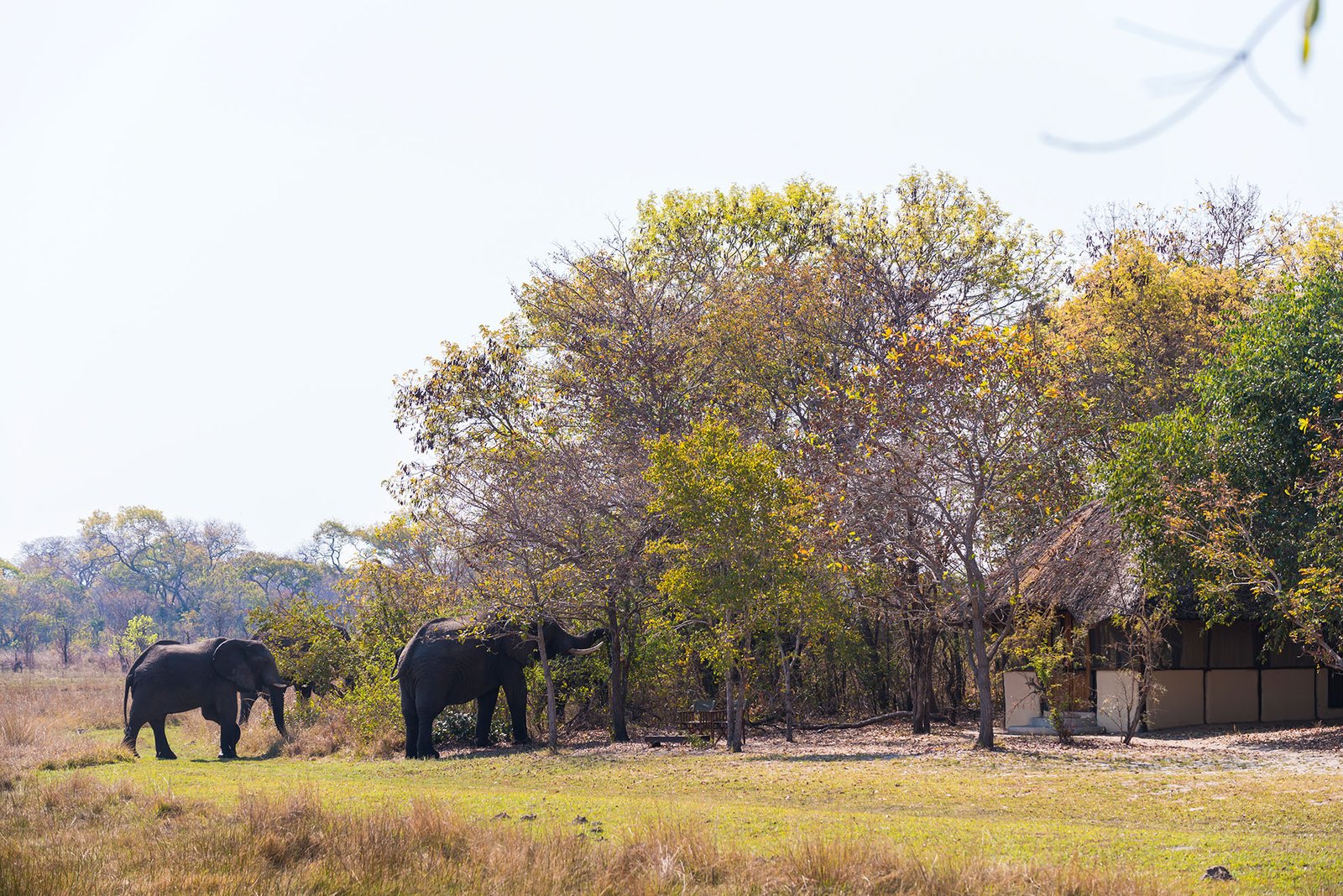 Book Nanzhila Plains Camp: Per Night Rates in Kafue (ZMW Pricing) - Image 8