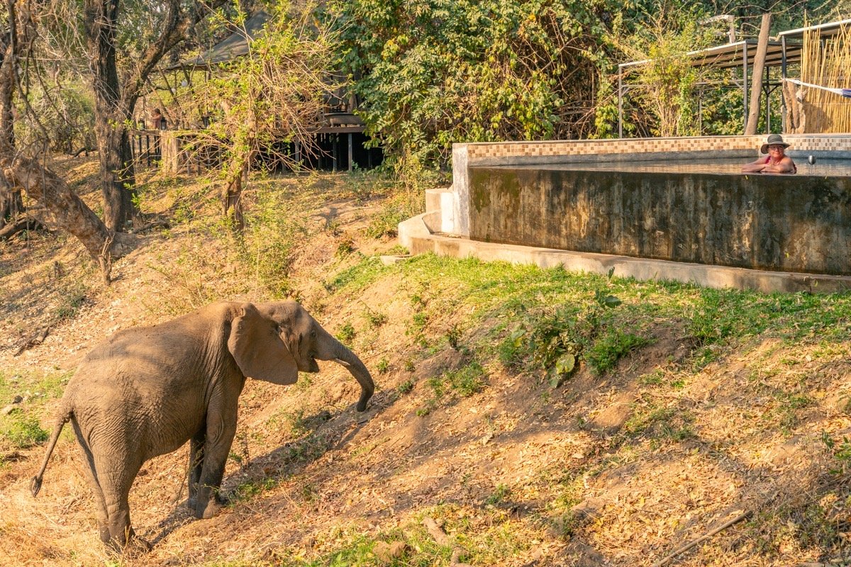 Painted Dogs Lagoon, Mfuwe β Per Night Safari Stay (ZMW Rates)